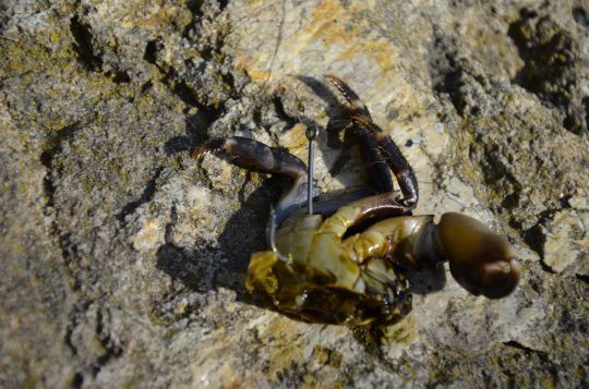 Un morceau de crabe est efficace.