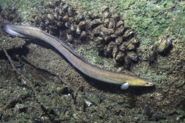 Salvate le anguille.