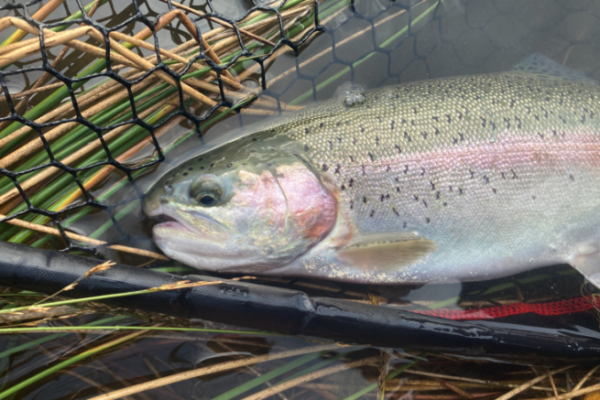 Una prima uscita nel bacino con i pesci.