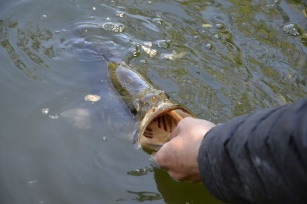 Lega del Black Bass 2026