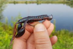 Immersione di gamberi di fiume su testa di piombo antialga