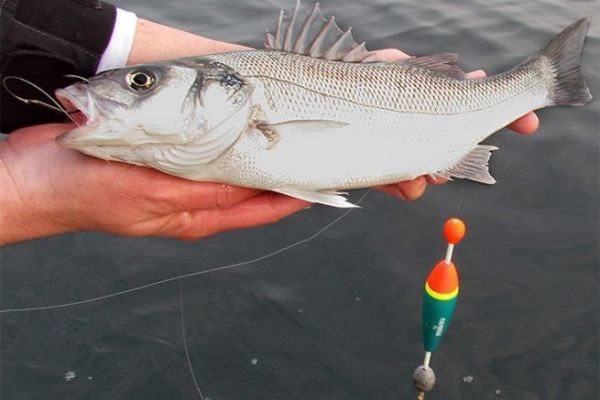 Pesca alla spigola con galleggiante, principio e montaggio Spigola catturata con il galleggiante