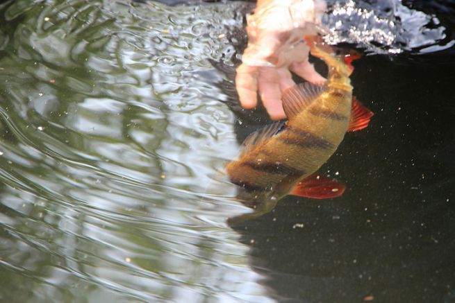 No Kill e Catch and Release: due concetti che differiscono più di quanto si pensi