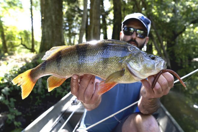 Pesce persico: quando le condizioni sono difficili, pensate ai vermi!