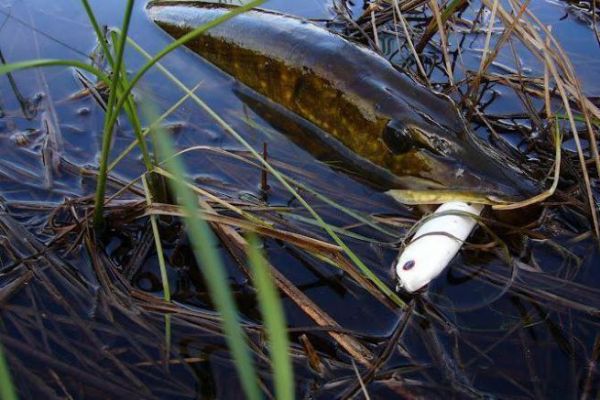 Le diverse famiglie di esche per la pesca di superficie