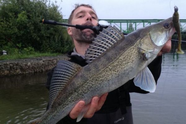 Esche morbide per la pesca al lucioperca e la strategia