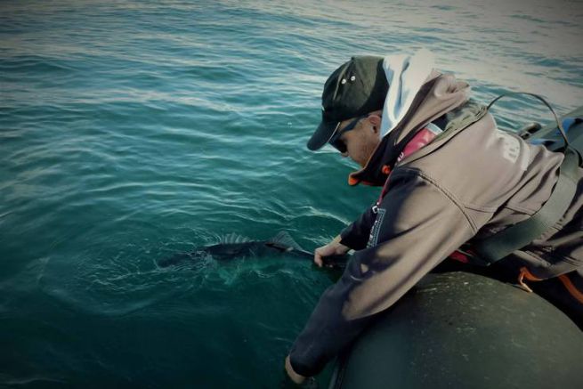 L'attrezzatura necessaria per la pesca alla spigola lineare