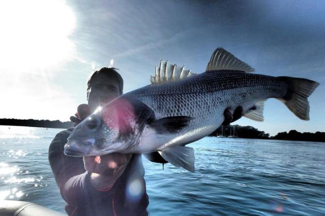 La pesca con la lenza alla spigola non si limita all'uso di esche artificiali morbide