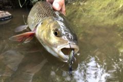 Pesca in superficie al cavedano, con quali imitazioni di insetti?