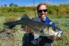 Pesca alla spigola con il ronzio