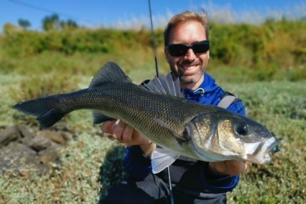 Pesca alla spigola con il ronzio