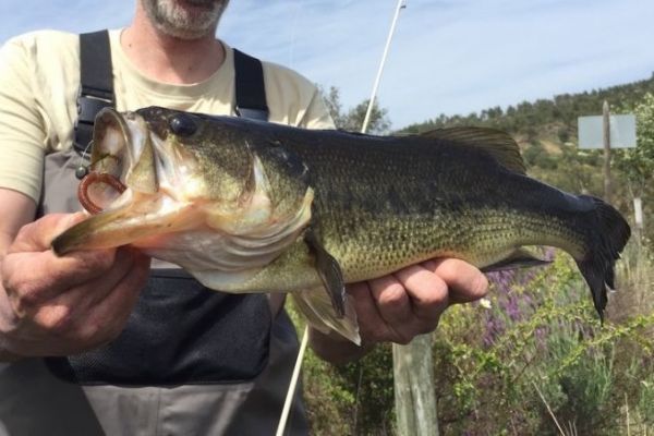 Un bel black bass catturato con un Inch Wacky rig.