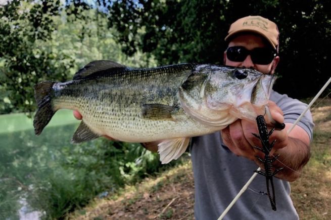 Black bass catturato con Weightless Nose Rig