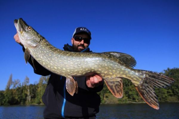 Il luccio in acqua, che fa la differenza di fronte alla pressione di pesca