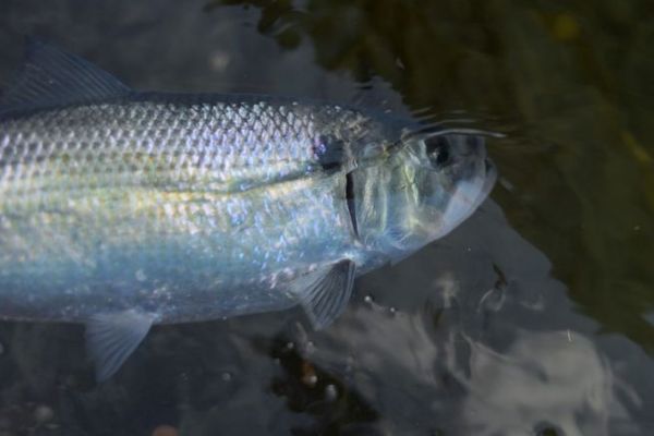 L'aringa azzurra, un pesce migratore designato come un piccolo tarpona d'acqua dolce