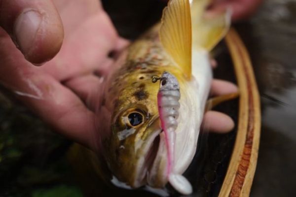 Diversi set-up per la pesca alla trota con esche artificiali morbide in torrente