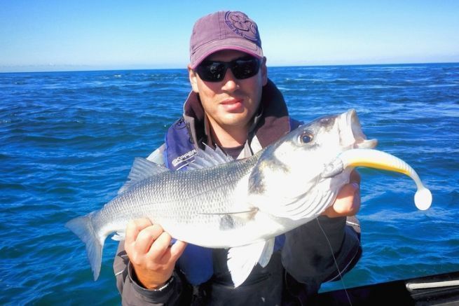 Teste di shad per la spigola: come fare la scelta giusta?