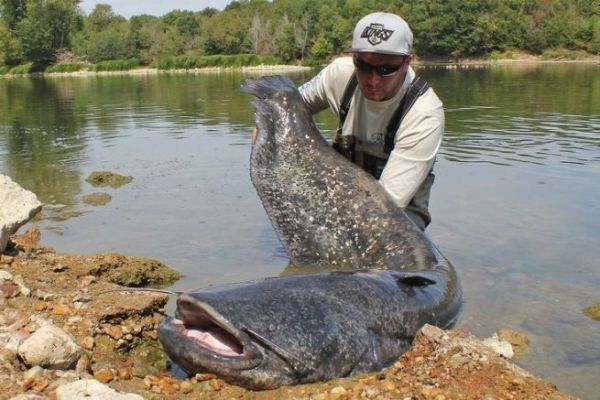 Il pesce gatto nella Loira si trova nei luoghi pi improbabili.