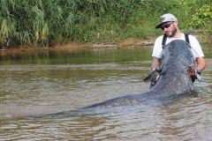 I pesci gatto della Loira sfruttano la corrente per rendere pi� difficile il vostro lavoro.