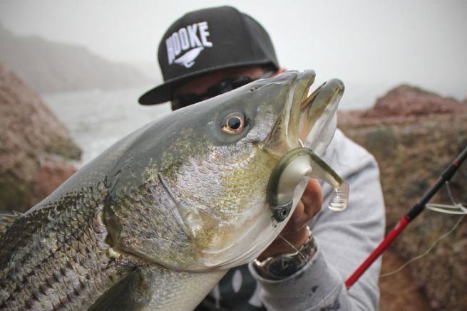 Le mie 3 esche migliori per la pesca a riva dello striped bass in Canada