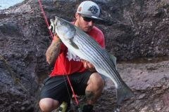 Spigola esposta con un Black Minnow 160 della Fiiish.