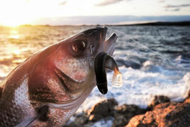 Quando e come iniziare la stagione di pesca alla spigola?