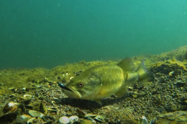 � una questione di etica non pescare il black bass durante la stagione riproduttiva