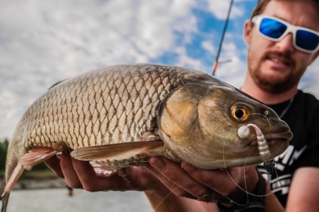 Grossi cavedani all'inizio della stagione, la chiave per una pesca di successo! I cavedani di grandi dimensioni sono combattenti formidabili!