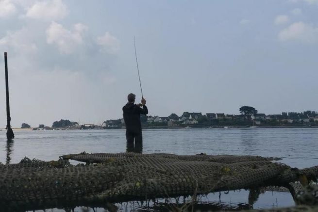 Pesca alla spigola da riva con esche artificiali, attenzione agli estuari!