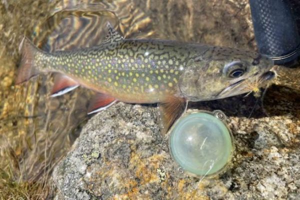 Buldo e mosche per la pesca dei salmonidi in lago