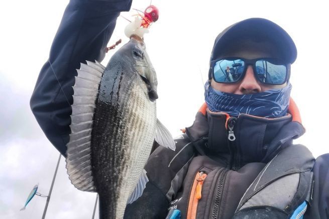Come si pesca l'orata con l'esca dalla barca?