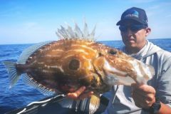 Il Saint-Pierre attira molta attenzione. Cerchiamo di capire il suo stile di vita per poterlo catturare con successo.