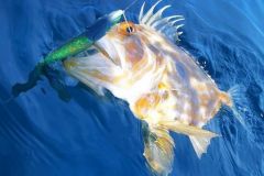 Per pescare lo stoner � necessaria un'attrezzatura semplice ma adeguata.