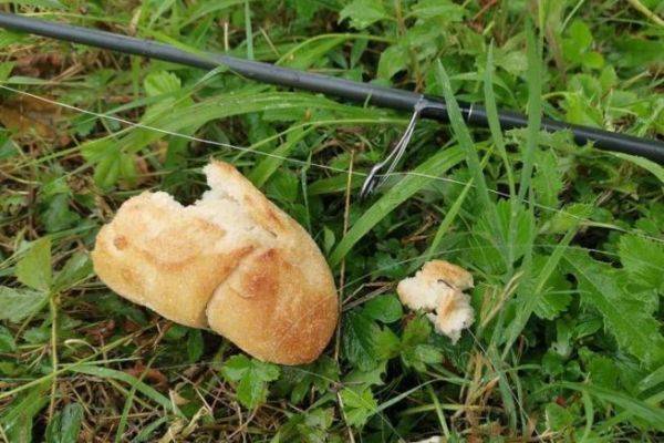 La pesca alla carpa con il pane di superficie o l'elogio della semplicit!