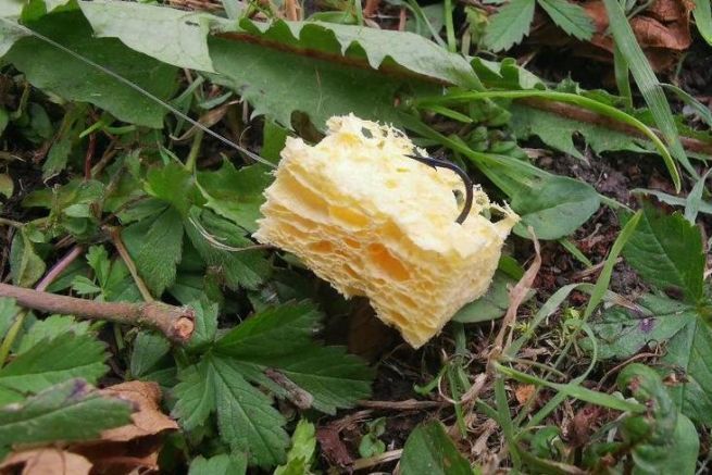 La spugna, una buona alternativa al pane per la pesca in superficie alla carpa