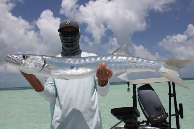 Pesca al barracuda in Florida, un avversario serio da cacciare da riva