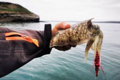Pesca delle seppie con jigs di piombo.