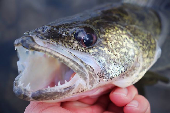 Pesca in verticale, l'importanza di riconoscere rapidamente il pesce all'estremit della lenza