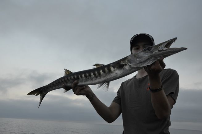 Il barracuda, un pesce divertente da catturare da riva