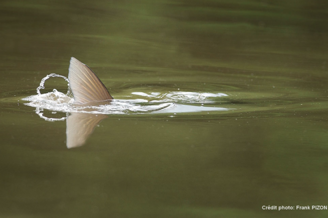 Un approccio alla pesca della carpa erbivora, il carpista su un terreno quasi familiare