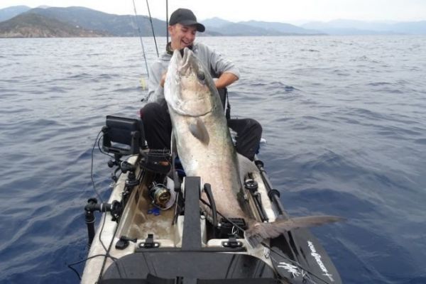 Un grande pesce mediterraneo