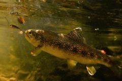 Trota di ruscello con micro spinnerbait