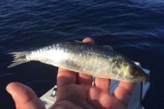 Come si fa a lanciare un'esca in mare
