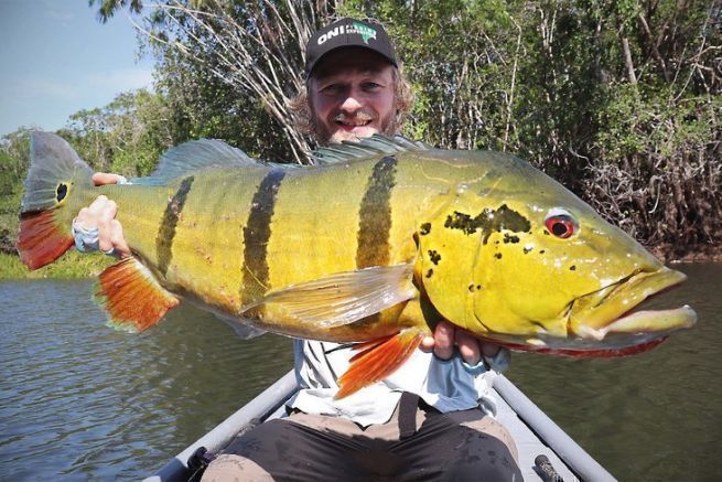 Pesca al peacock bass in Colombia: giorno 8, padronanza del bucktail jig!