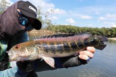 Mataguaro, rio Mataven, Colombia.