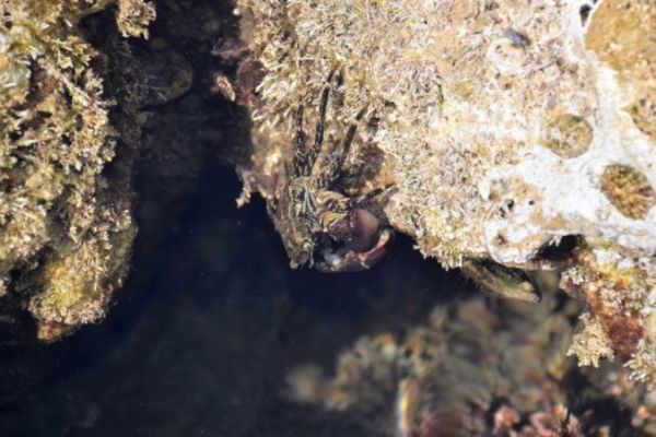 Granchio di pietra, un'esca interessante per la pesca agli sparidi