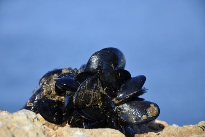 La cozza, un'esca comune per la pesca in mare che attira molti pesci