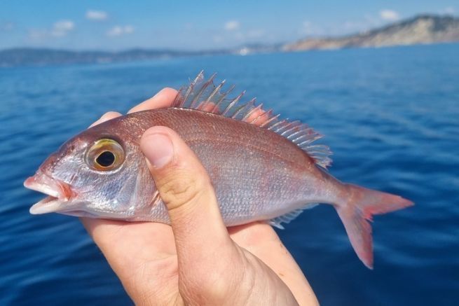 Pageot acarn, un pesce che si incontra durante le battute di pesca con supporto