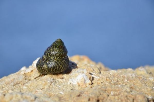 Le littorine, un'esca facilmente reperibile per la pesca in mare