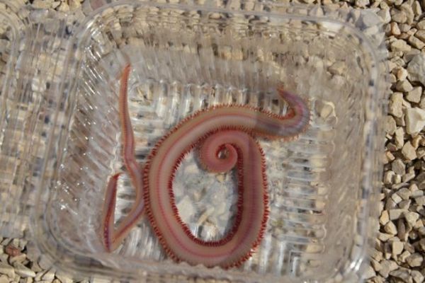 Il verme americano, un'esca per la pesca degli sparidi in tutte le stagioni
